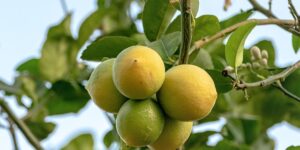 Citrontræets mange sundhedsmæssige fordele