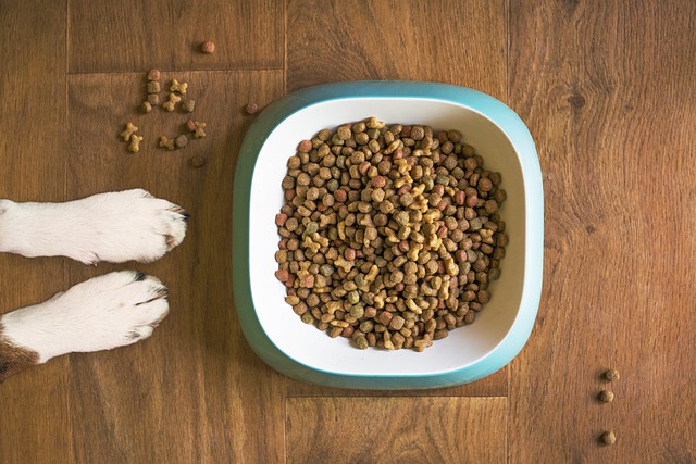 Hundemad – alt hvad du behøver at vide om denne lækre delikatesse