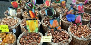 Tulipanløg til haven: Hvordan du vælger de rigtige sorter